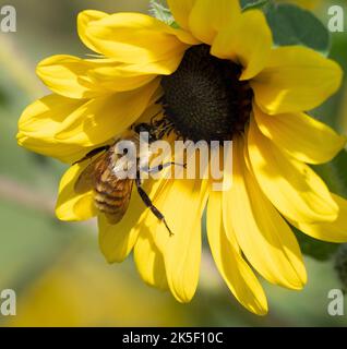 Eine goldene Nördliche Bumble Bee (Bombus fervidas) auf einer leuchtend gelben Sonnenblume. Stockfoto