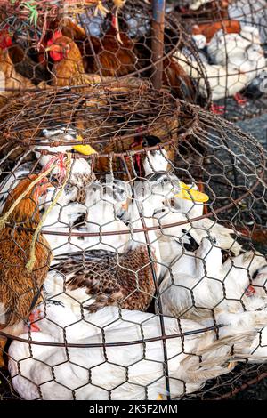 Hühner und Enten zum Verkauf auf dem Straßenmarkt, Hai Phong, Vietnam Stockfoto