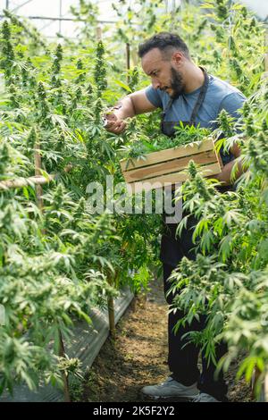 Landwirt überprüft Hanfpflanzen auf dem Feld, Anbau von Marihuana, blühende Cannabispflanze als legale medizinische Droge. Stockfoto