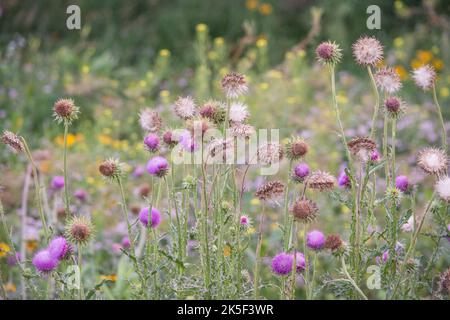 Ein Präriefeld mit Unkraut und einheimischen Wildblumen Stockfoto