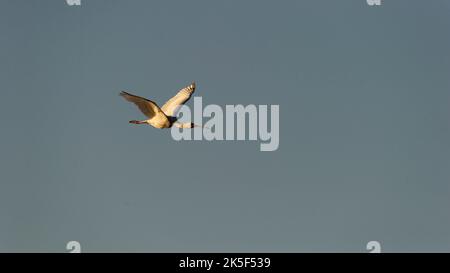 African Spoonbill ( Platalea alba ) Pilanesberg Nature Reserve, Südafrika Stockfoto