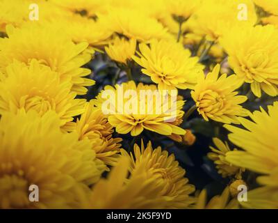 Gelbe Chrysantheme Blumen Blumenstrauß Nahaufnahme Hintergrund. Wunderschöne Blumenansicht Stockfoto