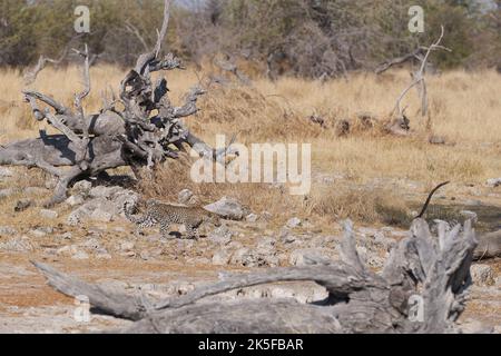 Leopard (Panthera pardus) zu einer natürlichen Quelle im Etosha National Park, Namibia. Stockfoto