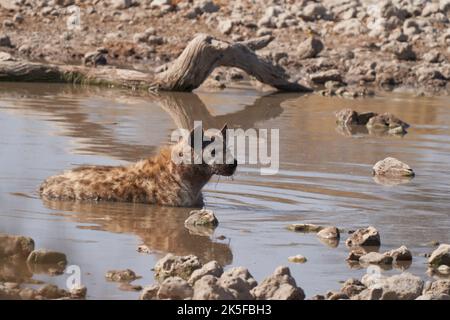 Gefleckte Hyäne (Crocuta crocuta), die in einem Wasserloch im Etosha National Park, Namibia, abkühlt Stockfoto