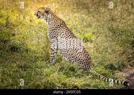 Gepard sitzt und beobachtet im Grasland der Serengeti, Tansania Stockfoto