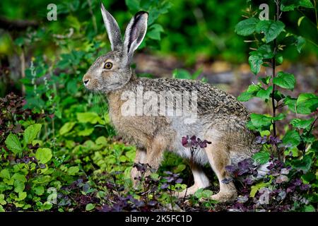 Hase Stockfoto