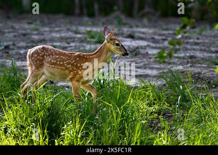 Weißwedelhirsche fawn im Wald. Stockfoto