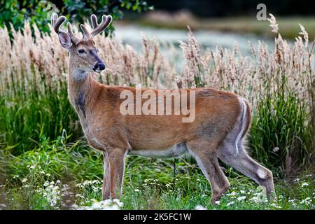 Weißwedelhirsche buck Suche Regal. Stockfoto
