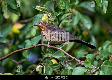 Junge Amsel Stockfoto
