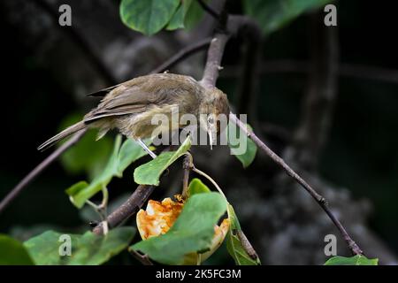 Eurasischen mönchsgrasmücke Stockfoto