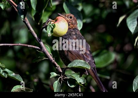 Junger Amsel und ein Apfel Stockfoto