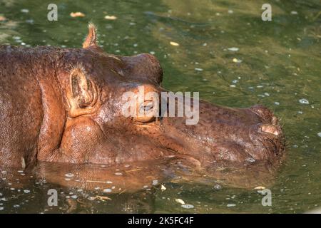 Kopf eines Nilpferdes (Hippopotamus amphibus), der halb in Wasser getaucht ist. Hippopotamus ist ein großes semiaquatisches Säugetier, das in Afrika südlich der Sahara beheimatet ist. Stockfoto