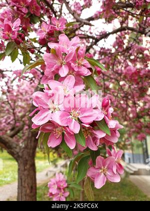 Eine vertikale Aufnahme von schönen rosa Malus floribunda Blumen Stockfoto