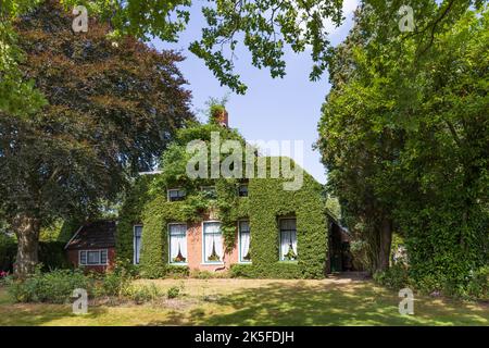 Bauernhaus von Efeu zwischen Bäumen in Tolbert in der Gemeinde Westerkwartier in der Provinz Groningen, Niederlande bewachsen. Stockfoto
