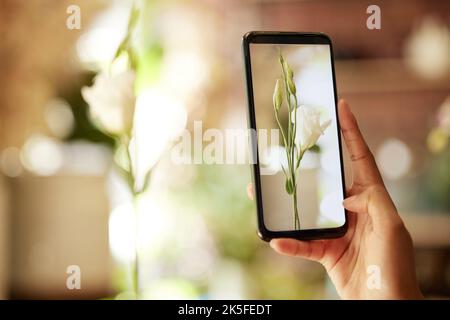 Pflanze, telefoniere und soziale Medien mit der Hand einer Frau, die eine Rose oder Blume in Nahaufnahme fotografiert. Pflanzen, Wachstum und Technologie mit einem Stockfoto