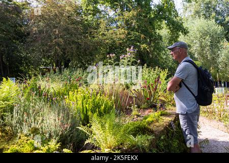 Mann, der die Sammlung räuberischer und fleischfressender Pflanzen in Hortus botanicus von Alkmaar in Nord-Holland studiert Stockfoto