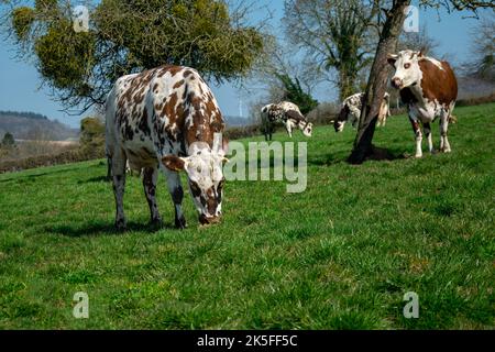 Normannische Kuh, die Gras auf dem Feld in der Normandie, Frankreich, frisst Stockfoto