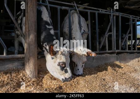 Normande-Kuh, die Silage im Kuhstall des Hofes frisst Stockfoto