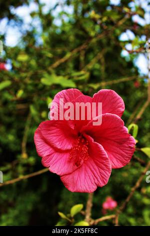 Eine vertikale Aufnahme eines rosa chinesischen Hibiskus, der im Freien wächst Stockfoto