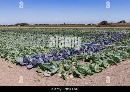 Ackerland mit verschiedenen Kohlarten wie Rotkohl, Grünkohl und Blumenkohl, die in Nord-Holland in den Niederlanden in verschiedenen Strichen wachsen Stockfoto