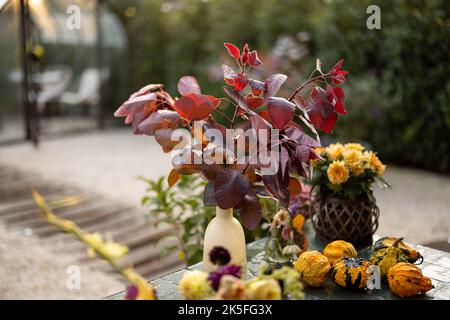 Schöne Herbstpflanzen und Blumen im Hinterhof Stockfoto