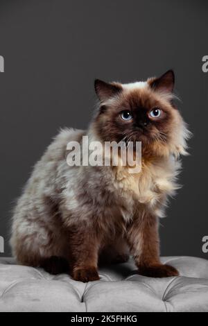 Eine vertikale Aufnahme einer Himalayan Cat auf schwarzem Hintergrund im Studio Stockfoto