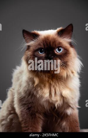 Eine vertikale Aufnahme des Himalayan Cat Portraits, aufgenommen in einem Studio Stockfoto