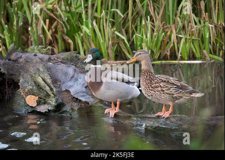 Männliche und weibliche Mallard Enten sitzen auf dem Baumstamm am lokalen Teich Stockfoto