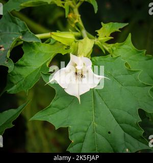Eine Nahaufnahme einer Biene in der Dornapfelblüte (Datura stramonium) Stockfoto