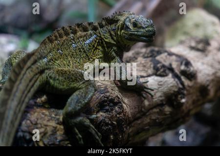 Philippinische Segelflossenechse (Hydrosaurus pustulatus), Kammechse, Segelflossenechse, Segelflossenechse, soa-soa Wasserechse Bioparco di Roma, Rom Stockfoto