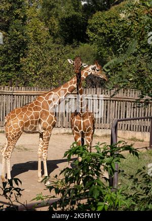 Giftgiraffe (Giraffa reticulata oder Giraffa camelopardalis reticulata), auch bekannt als somalische Giraffe, Bioparco di Roma, Zoo Rom, Italien Stockfoto