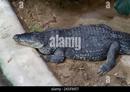 Nilkrokodil (Crocodylus niloticus), Bioparco di Roma, Zoo Rom, Italien Stockfoto