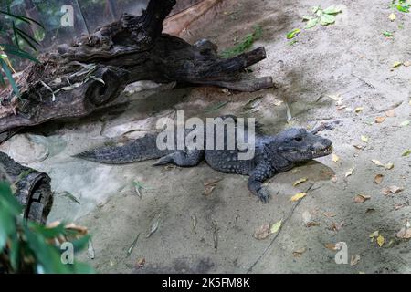 Zwergkrokodil (Osteolaemus tetraspis), auch bekannt als afrikanisches Zwergkrokodil, Breitnasenkrokodil, Bioparco di Roma, Zoo Rom, Italien Stockfoto