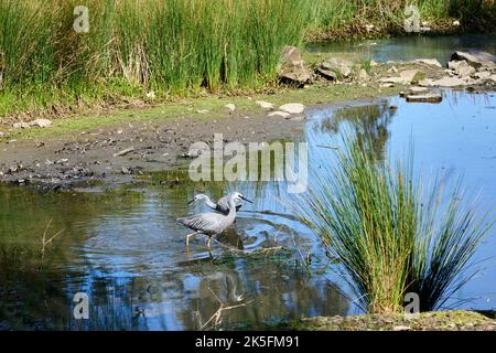 Ein Paar Weißreiher spiegelte sich am Rand des Wassers im Abendlicht auf der Suche nach Nahrung in Untiefen. Stockfoto