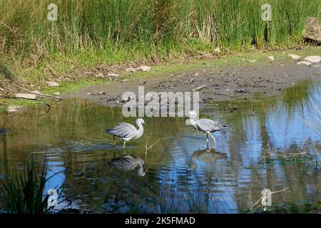 Ein Paar Weißreiher spiegelte sich am Rand des Wassers im Abendlicht auf der Suche nach Nahrung in Untiefen. Stockfoto