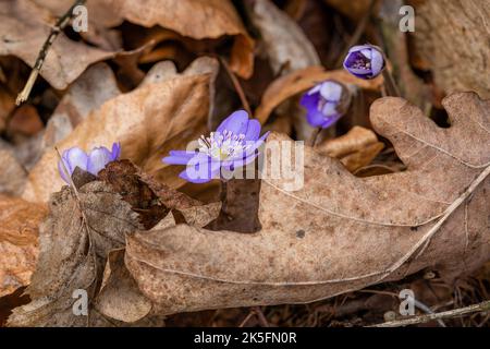 Vier frische blaue Blüten, die gewöhnliche Hepatica, wachsen zwischen trockenen braunen Blättern. Frühlingstag im Wald. Stockfoto