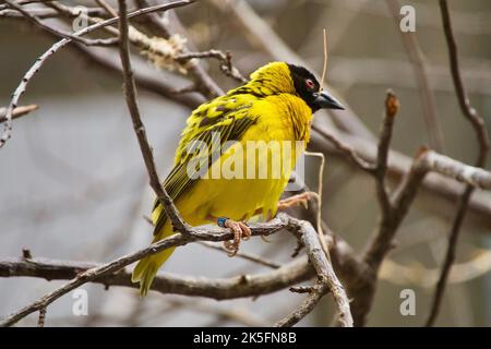 Eine Nahaufnahme eines niedlichen gelben Dorfwebers (Ploceus cucullatus), der auf einem Ast ruht Stockfoto