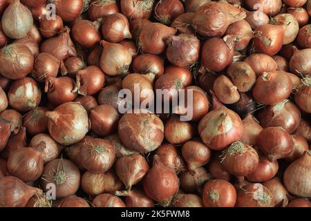 Reife braune Zwiebeln, die auf dem Markt von bangladesch zu finden sind Stockfoto