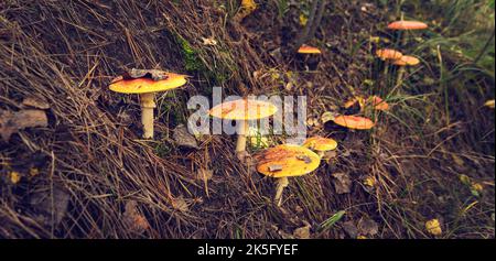 Leuchtend rot gefleckte Fliege im Herbst agarisch auf einer Waldlichtung. Stockfoto