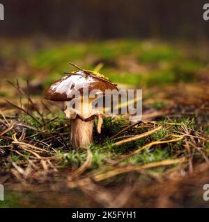 Glänzende Schmetterlinge nach Regen in einer Waldlichtung im Herbst. Stockfoto