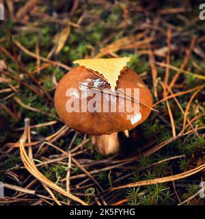 Glänzende Schmetterlinge nach Regen in einer Waldlichtung im Herbst. Stockfoto