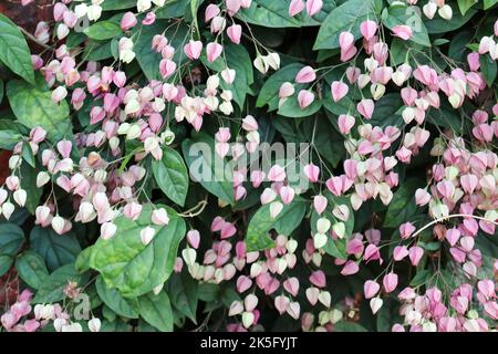 clerodendrum thomsoniae auch als blutende Herzweinblüten als Hintergrundbild bekannt Stockfoto