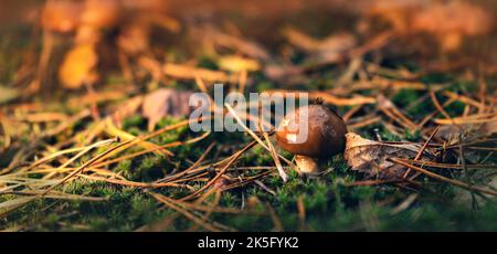 Glänzende Schmetterlinge nach Regen in einer Waldlichtung im Herbst. Stockfoto