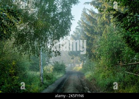 Wald an einem nebligen Morgen. Lichtstrahlen, die durch den Nebel strömen, erleuchten die Tannen- und Zedernbäume auf einem Feldweg. Donload Foto Natur Stockfoto