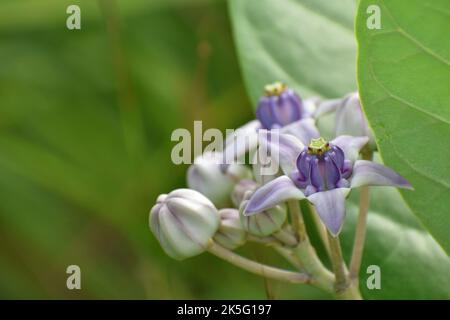 Blassviolette Kronenblüten. Gigantisches Kalotrope. Stockfoto