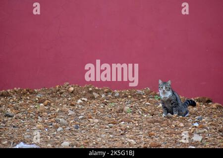 Eine Katze, die allein in einem offenen Bereich an der roten Wand sitzt Stockfoto