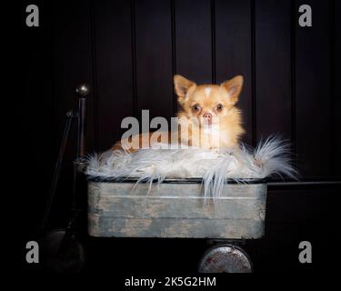 Tiny Pomchi Dog - Hund, niedlich und flauschig, kleiner Hund Stockfoto