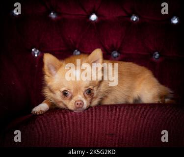 Tiny Pomchi Dog - Hund, niedlich und flauschig, kleiner Hund Stockfoto