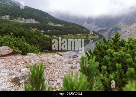 Ein Blick mit Bergkiefern und Kiefernzapfen in der polnischen Tatra mit einem sehr schönen klaren See Stockfoto