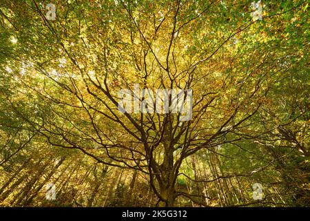 Ein majestätischer Baum von unten mit grünen und gelben Blättern Stockfoto